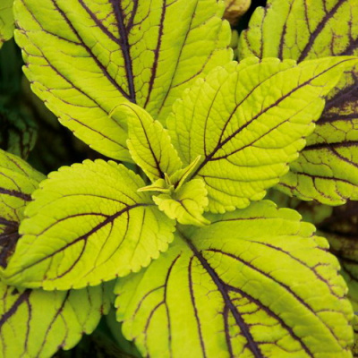 Coleus Gays Delight