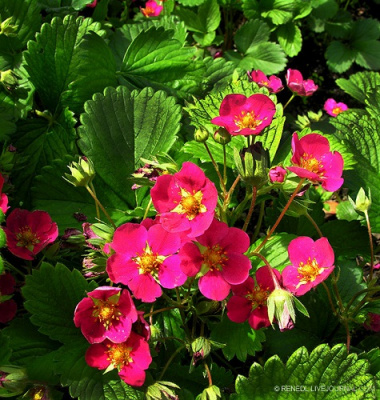 Fragaria viger Toscana rose (1)