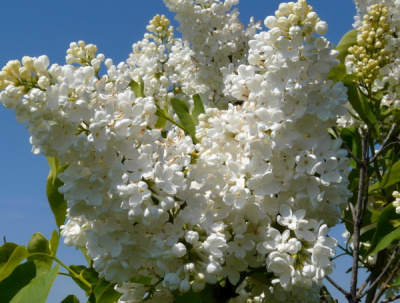 Syringa Mme Florent Stepman