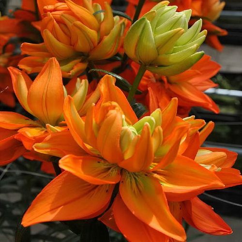 Lilium Hulk