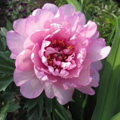 Paeonia First Arrival
