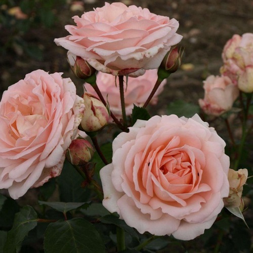 Rosa Clair Renaissance