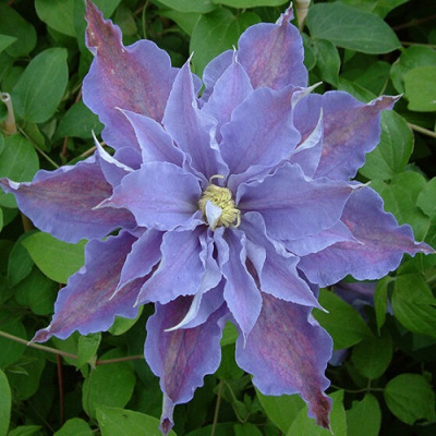Clematis Tartu
