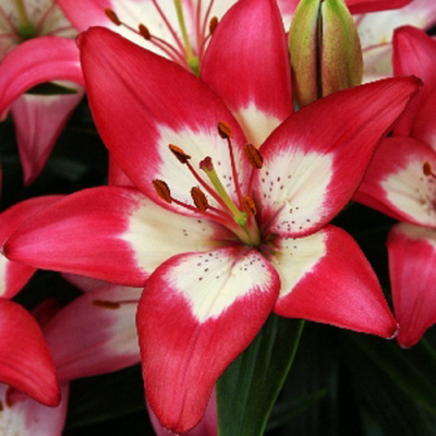 Lilium Perfect Joy