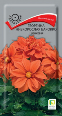 Георгина Барокко Оранжевая