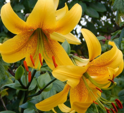 Lilium Gold Class