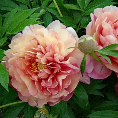 Paeonia Magical Mystery Tour