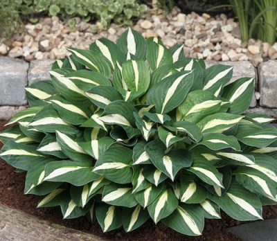 Hosta White Bikini