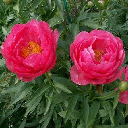 Paeonia Cytherea_1