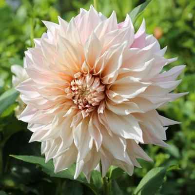 Dahlia Cafe au Lait