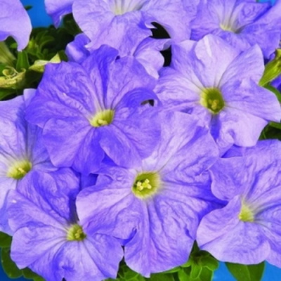 Петуния Dreams Blue Sky