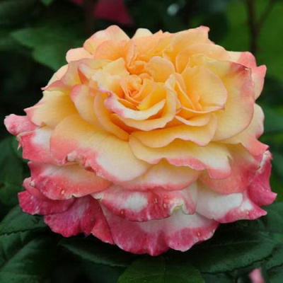 Rosa Aquarell