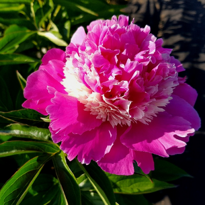 Paeonia He's My Star1