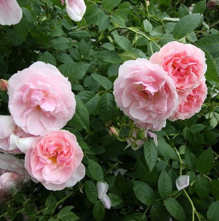 Rosa Kir Royal_2
