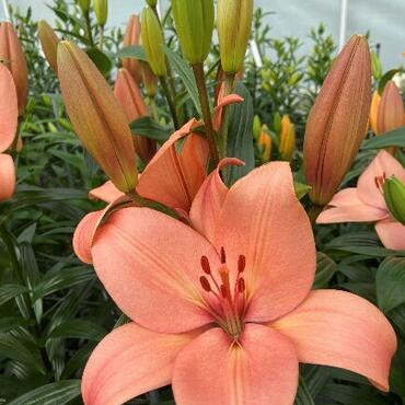 Lilium Coral Sunset