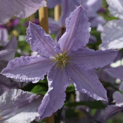 Clematis Blekitny Aniol