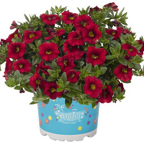 Calibrachoa Aloha Kona Dark Red
