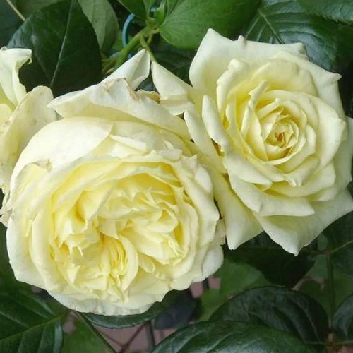 Rosa Elfe_4