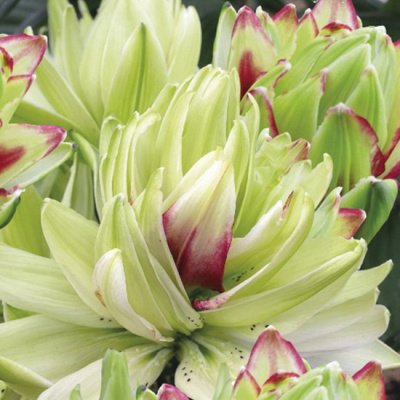 Lilium asiatic Mystery Dream