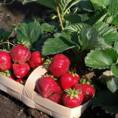 Fragaria ananassa Charlotte