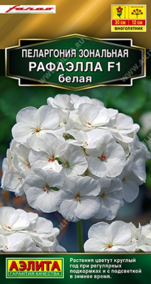 Пеларгония Рафаэлла F1 белая