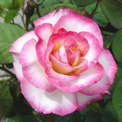 Rosa Handel