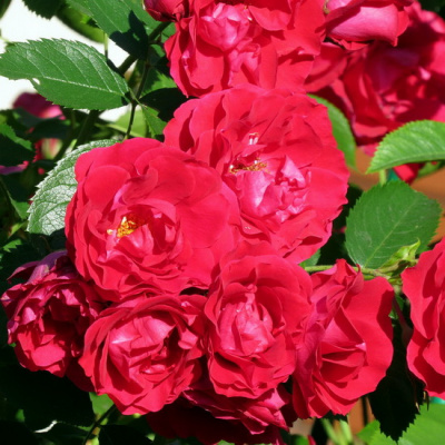 Rosa Gärtnerfreude