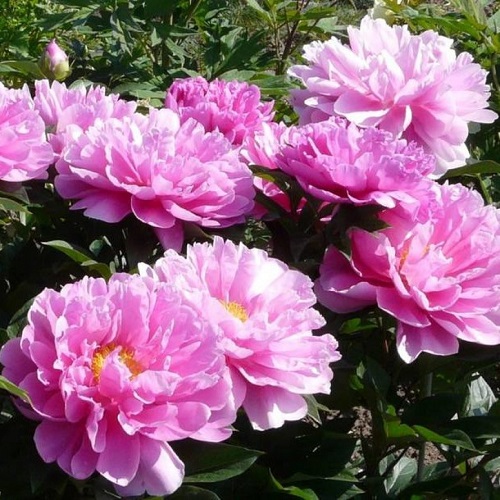 Paeonia Impossible Dream_2