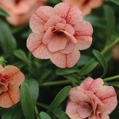 Calibrachoa Can-Can Rosies Apricote