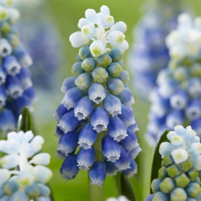 Muscari Touch of Snow