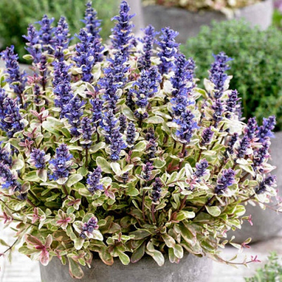 Ajuga Princess Nadia