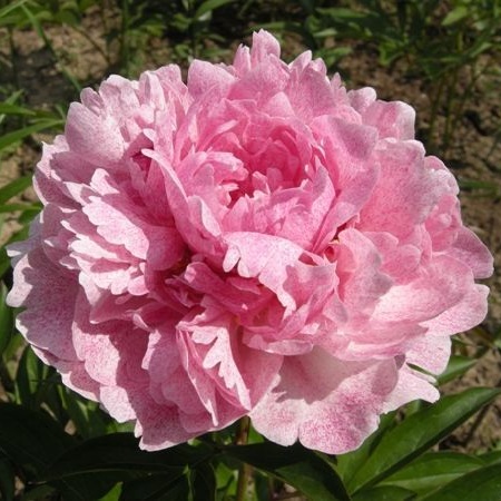 Paeonia Pietertje Vriend