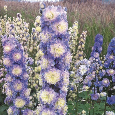 Delphinium Highlander Bolero