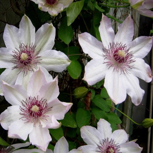 Clematis Fair Rosamund_2