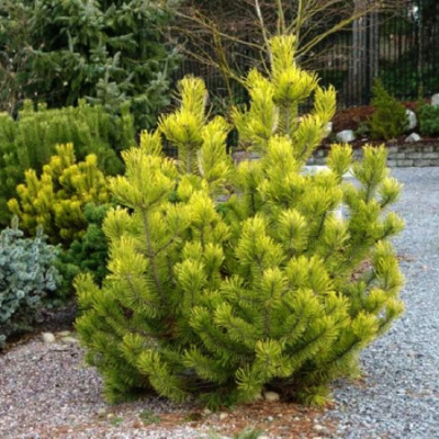 Pinus mugo Zundert