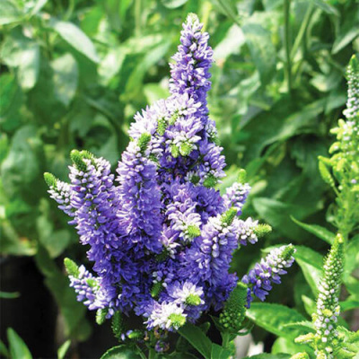 Veronica spicata Blue Bomb