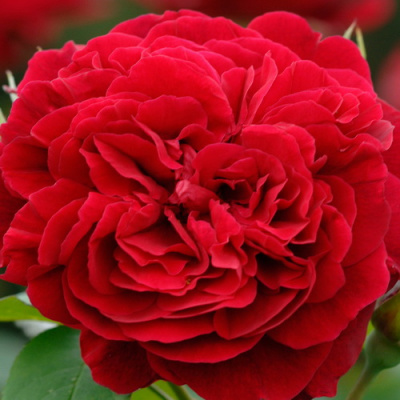 Rosa L.D.Braithwaite