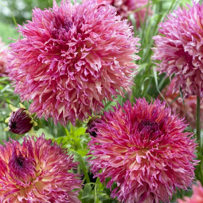 Dahlia Myrtle's Folly