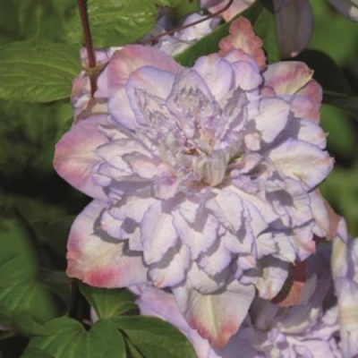 Clematis Anna's Choice