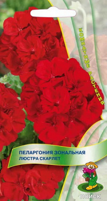 Пеларгония зональная Люстра скарлет