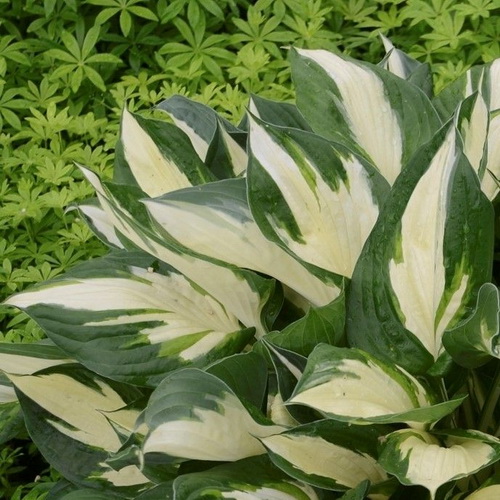 Hosta Loyalist