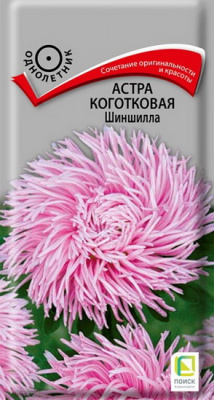 Астра коготковая Шиншилла
