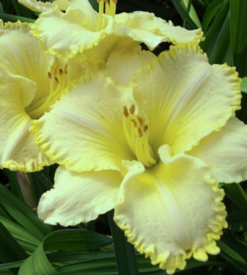 Hemerocallis Villa Vanilla