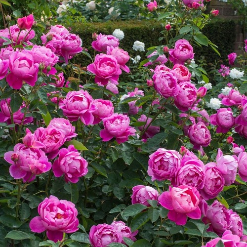 Rosa Royal Jubilee_4