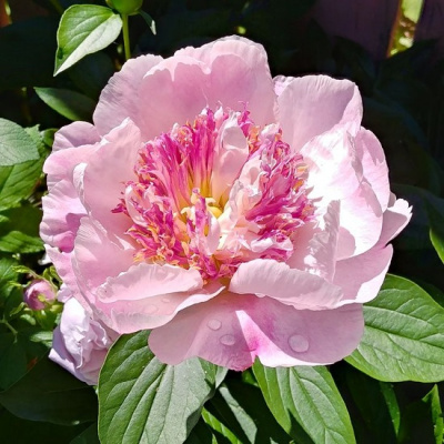 Paeonia Do Tell