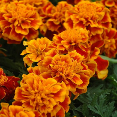 Tagetes patula Bonanza Flame