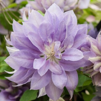 Clematis Danny's Double