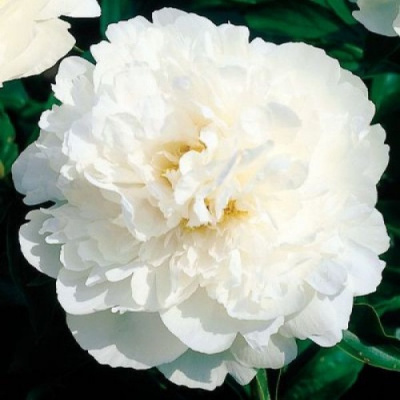 Paeonia Snow Princess