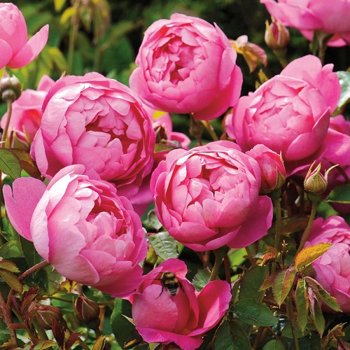 Rosa Royal Jubilee_3