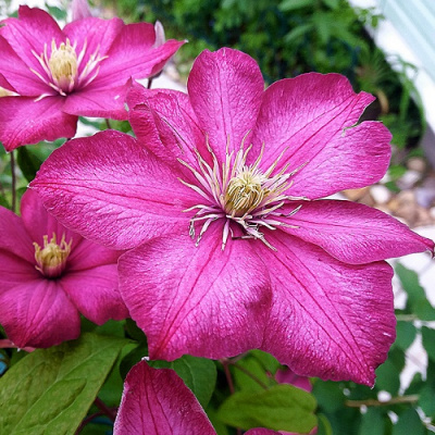 Clematis Ville De Lion